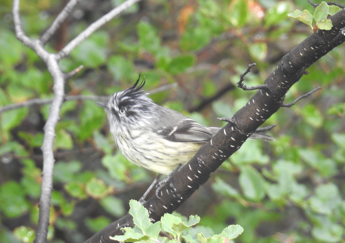 Taurillon mésange - ML454438311