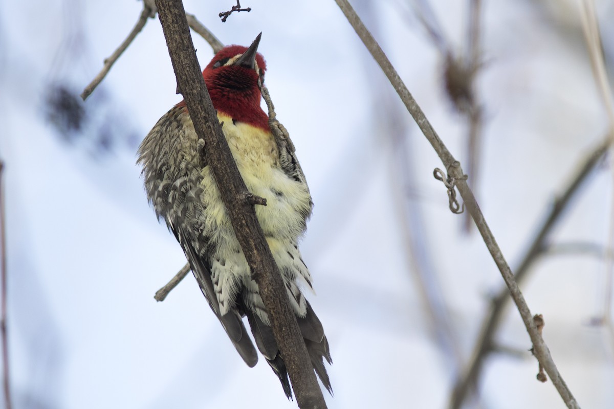 Red-breasted Sapsucker (ruber) - ML45443851