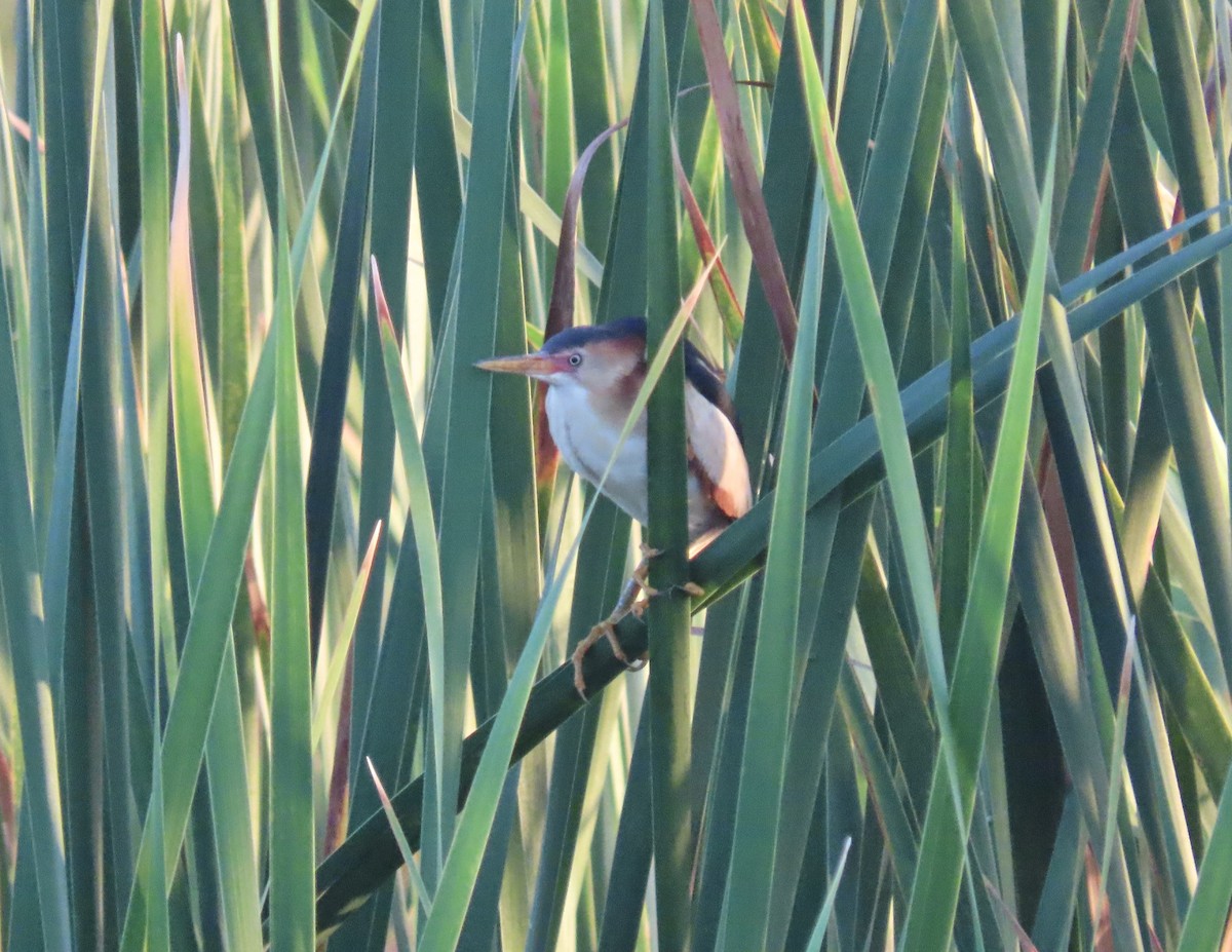 Least Bittern - Roy Netherton