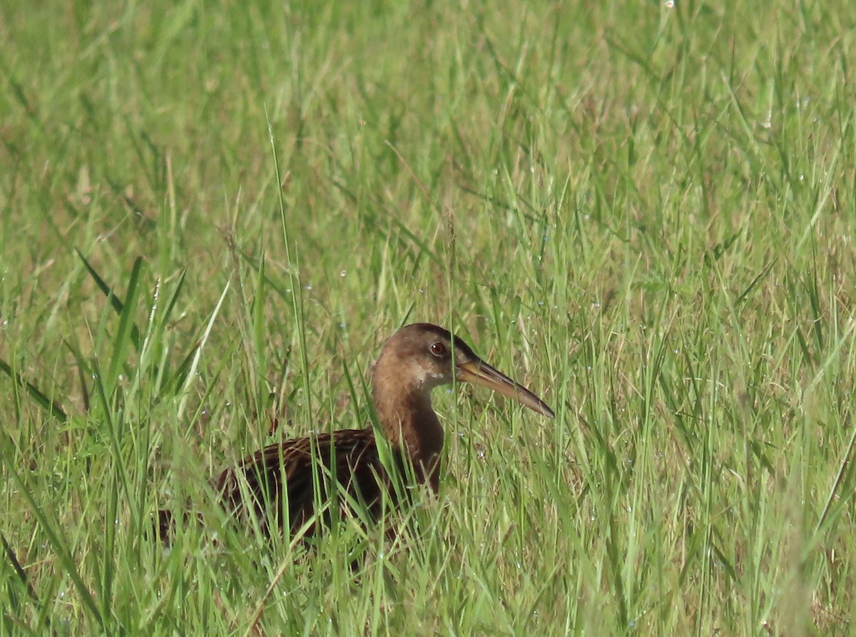 King Rail - ML454439291