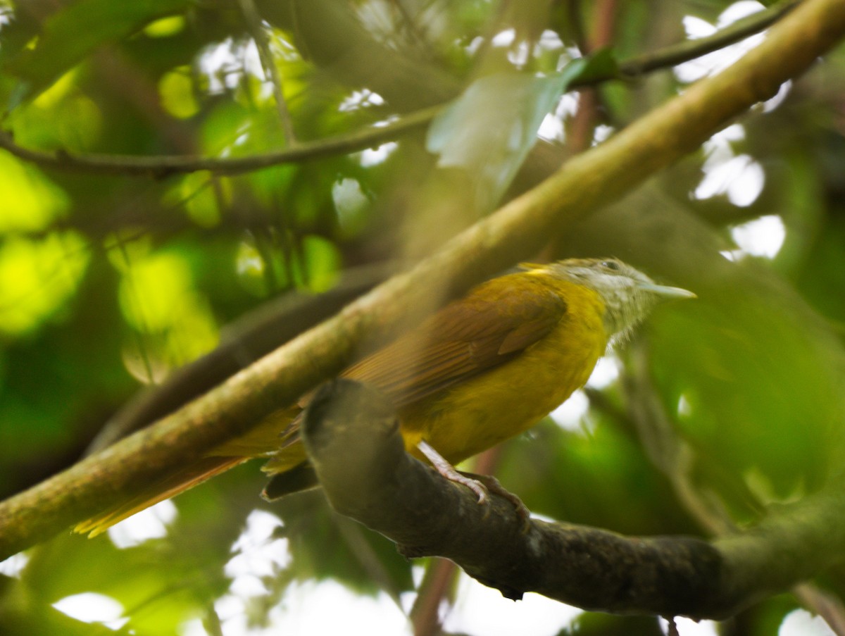 White-throated Bulbul - ML454440551