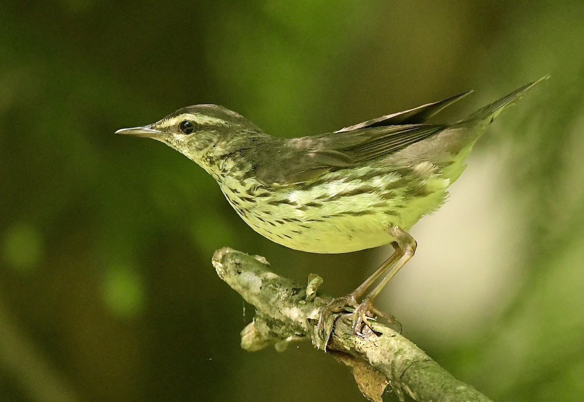 Northern Waterthrush - ML454441131