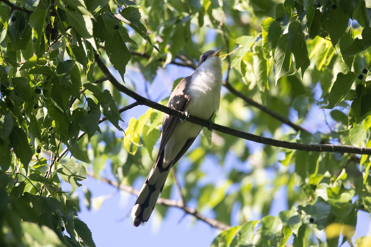 Yellow-billed Cuckoo - ML454441171