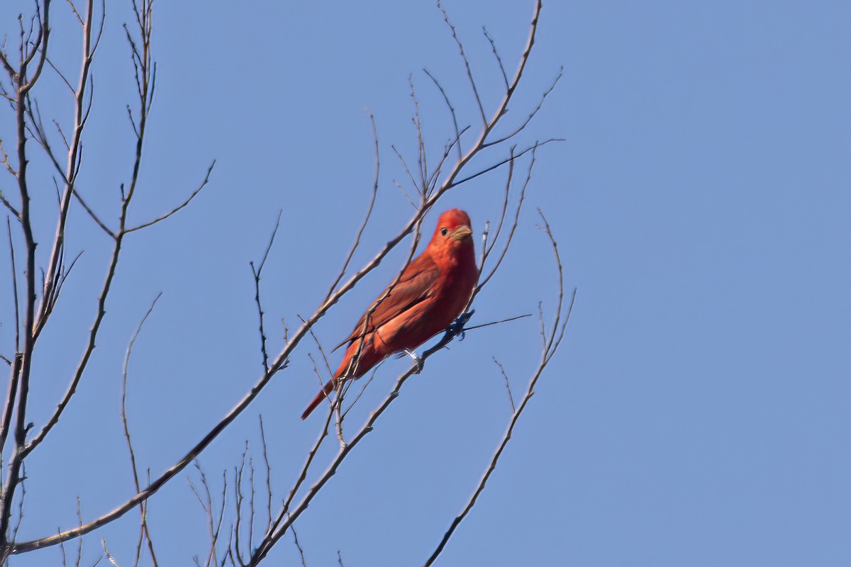 Summer Tanager - ML454441261