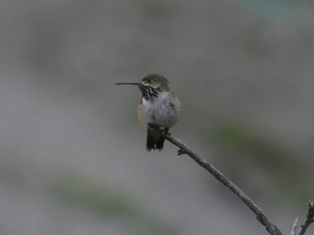 Calliope Hummingbird - ML454441451