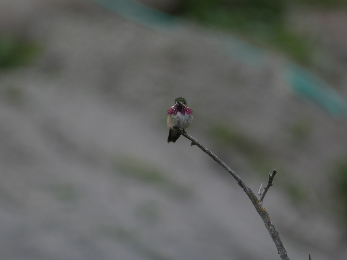 Calliope Hummingbird - ML454441531