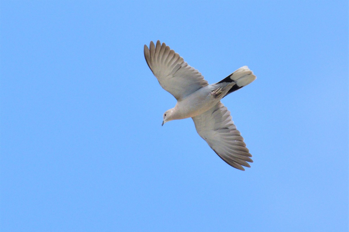 Eurasian Collared-Dove - ML454442351