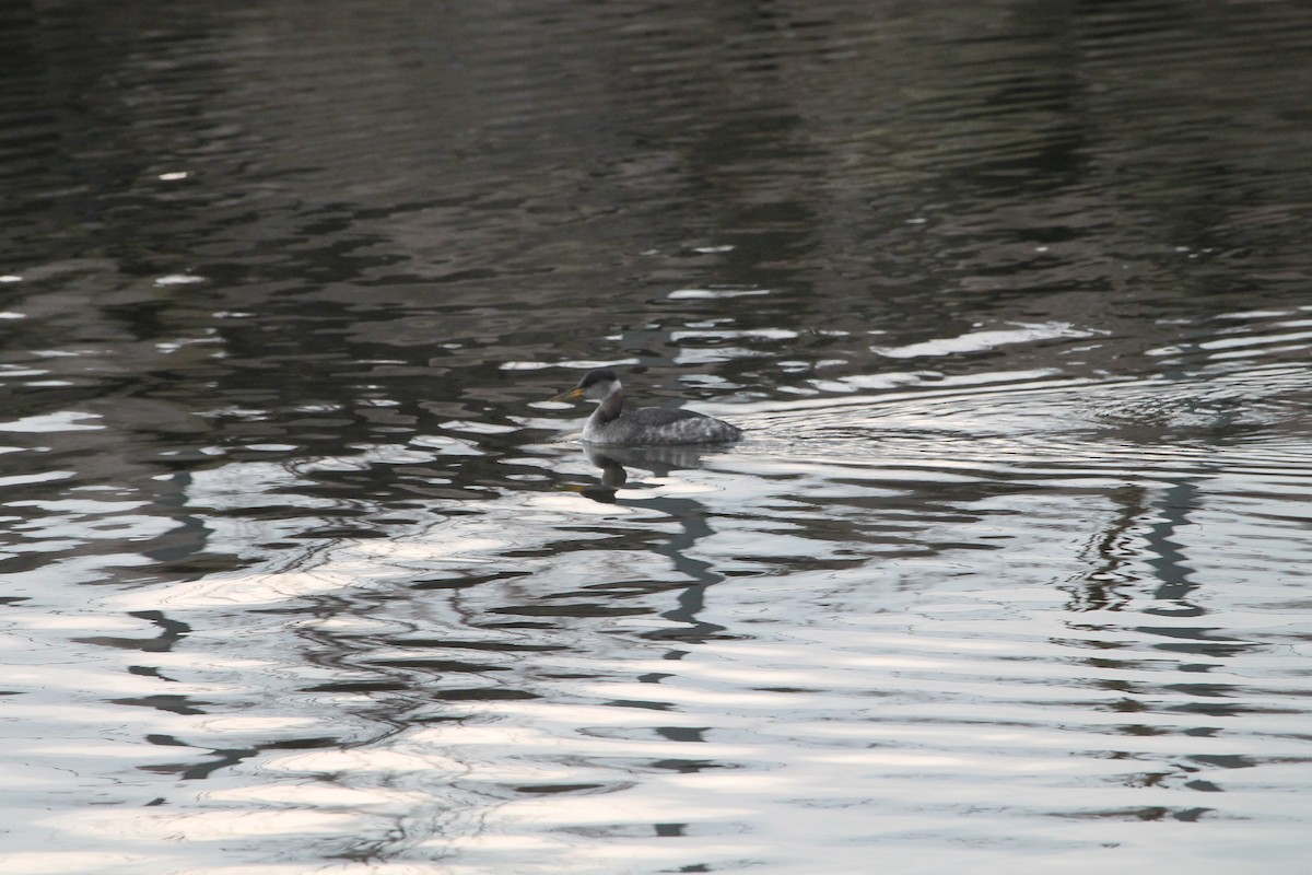 Red-necked Grebe - Greg Lawrence