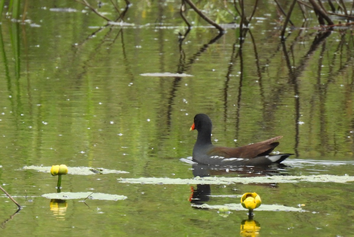 Gallinule d'Amérique - ML454443791