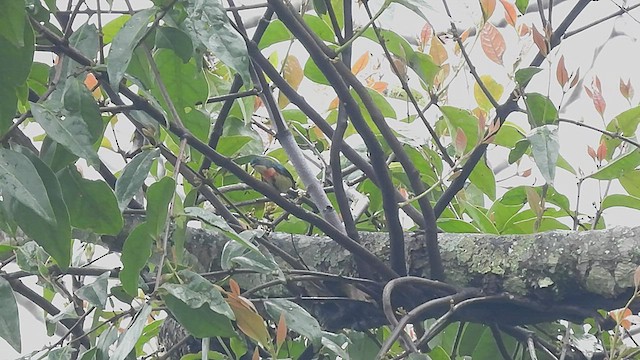 Fire-breasted Flowerpecker - ML454444131