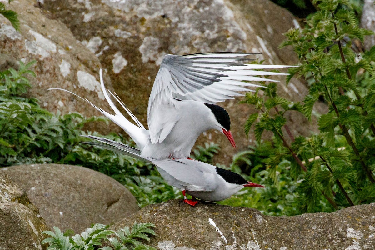 Arctic Tern - Michael Cook
