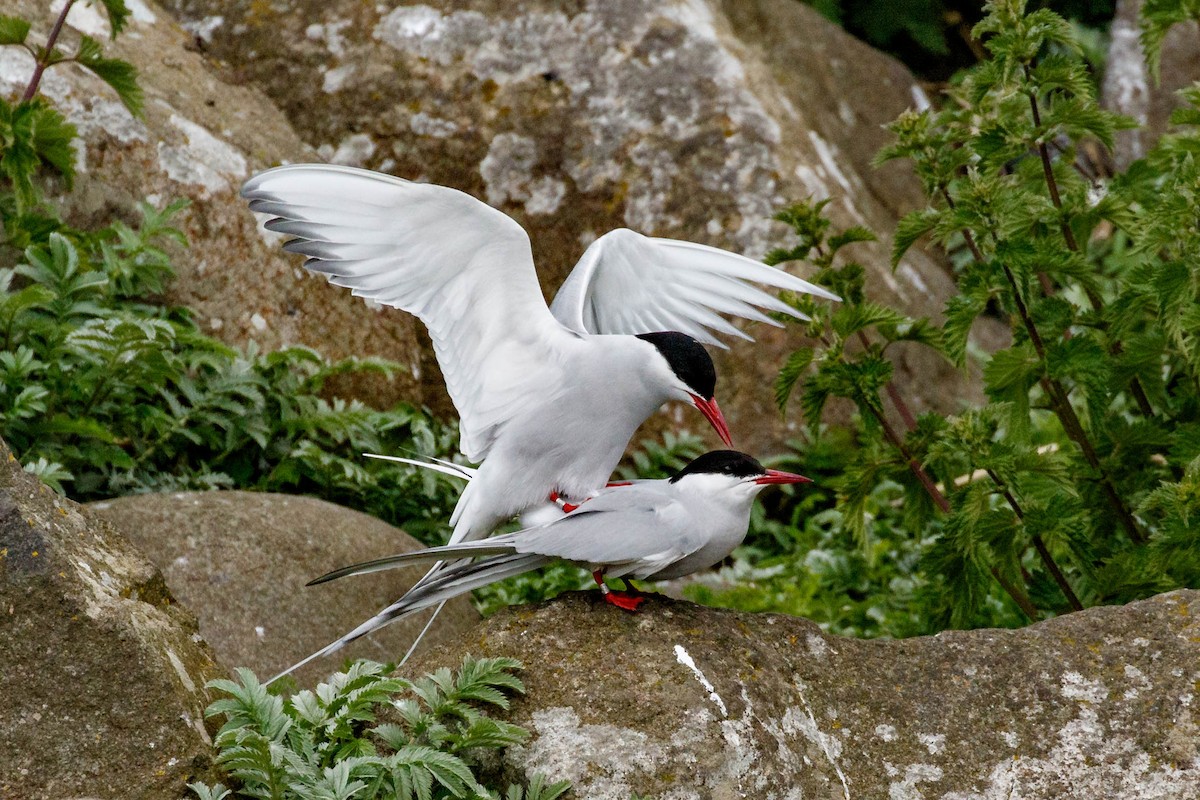 Arctic Tern - Michael Cook