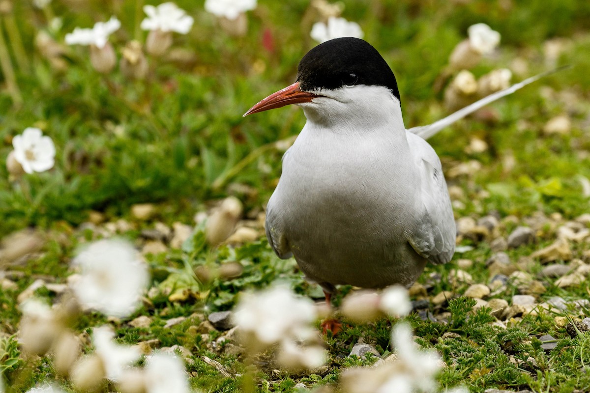 Arctic Tern - Michael Cook