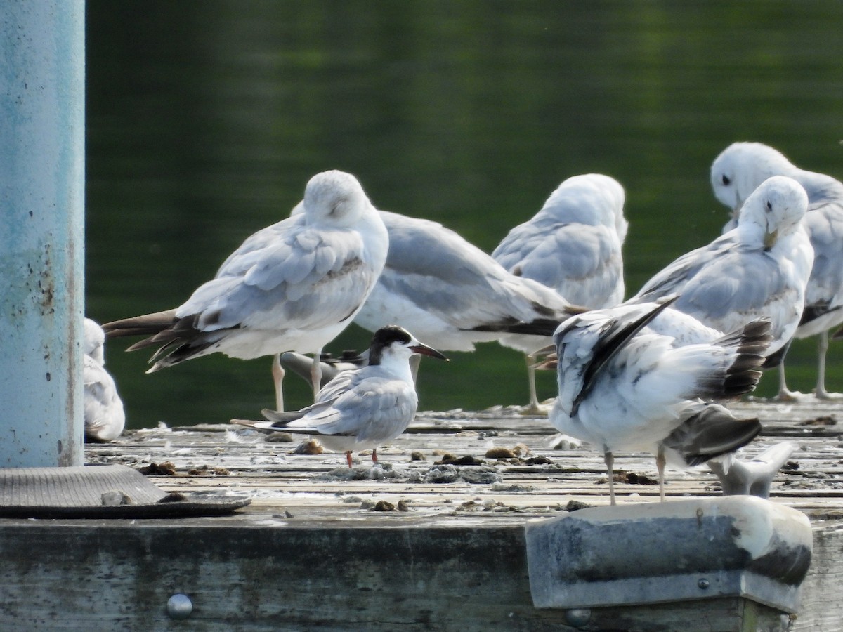 Forster's Tern - ML454445601