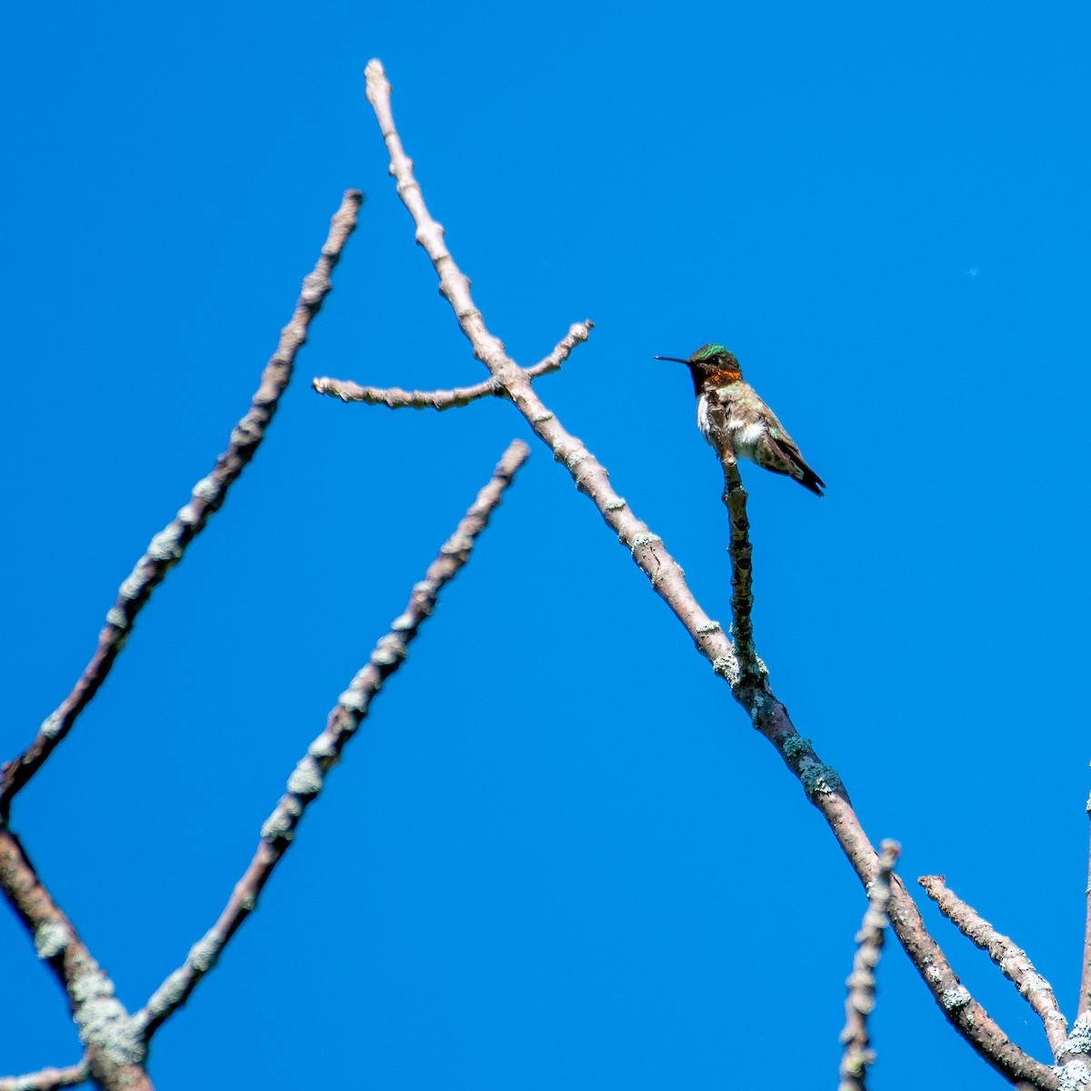 Yakut Boğazlı Kolibri - ML454446621