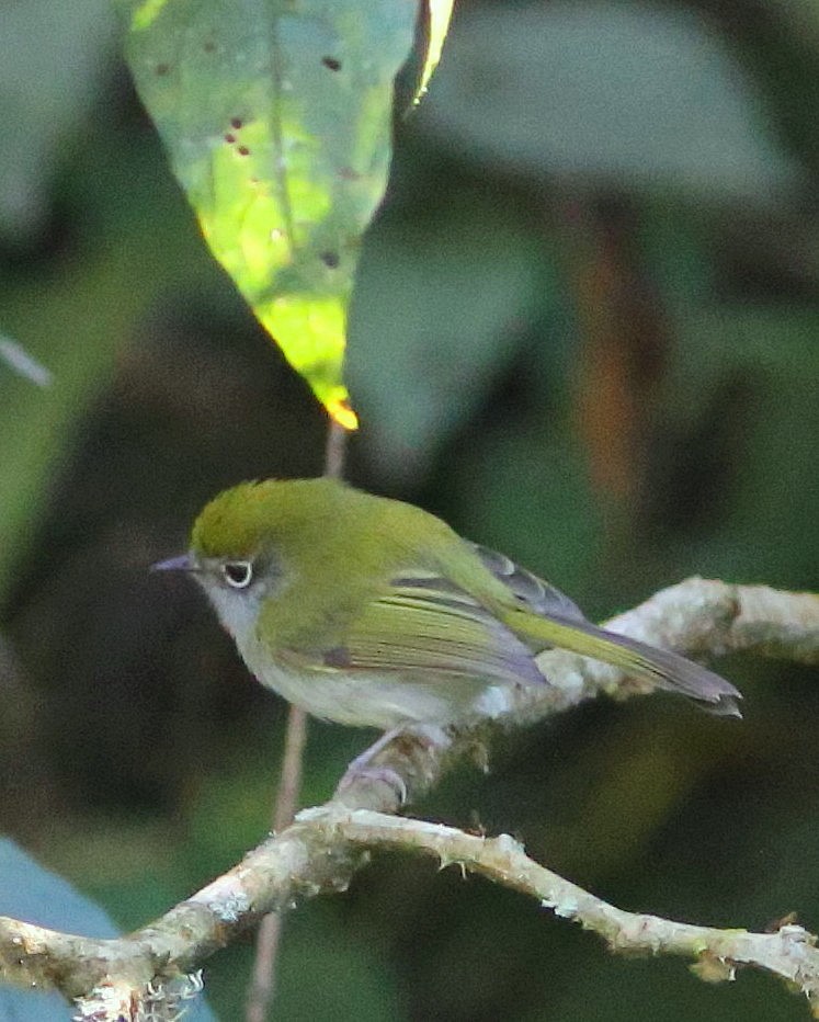 Orejerito de Serra Do Mar - ML45444741