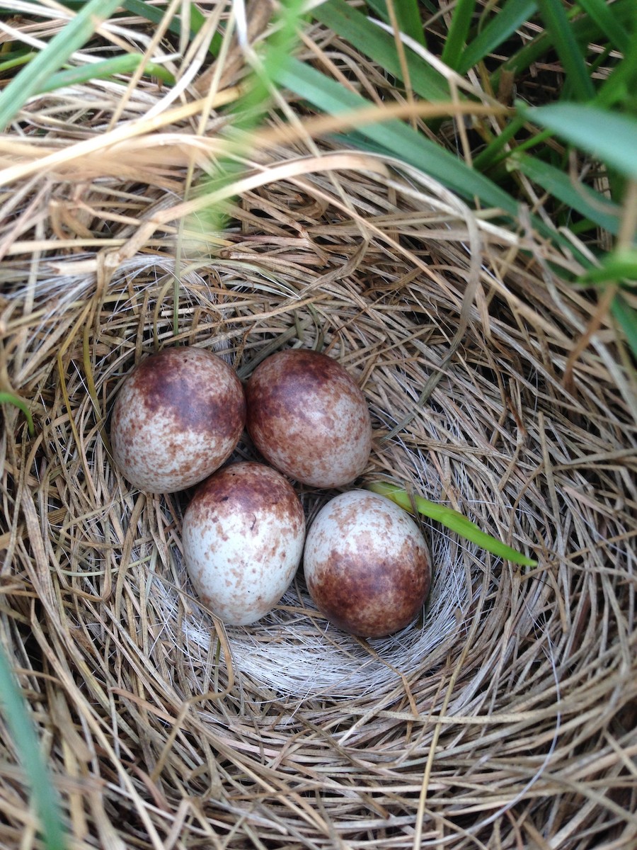Savannah Sparrow - Greg Lawrence