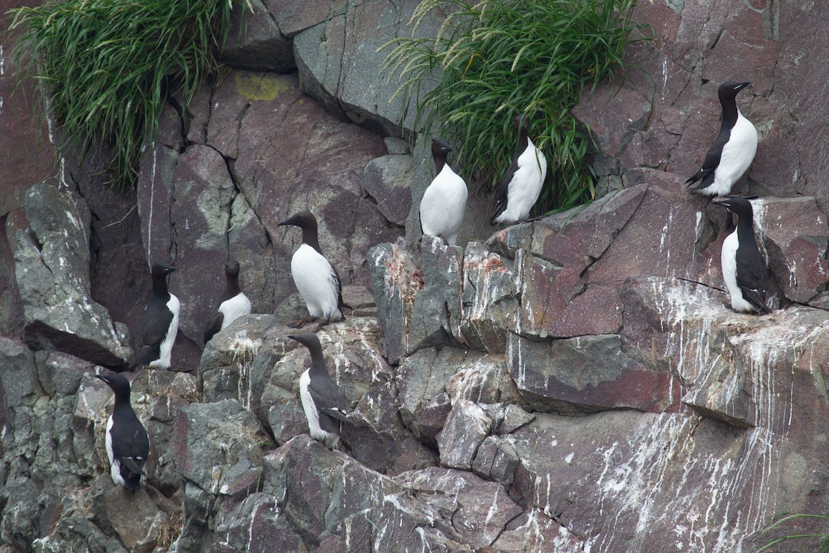 Thick-billed Murre - ML454448041