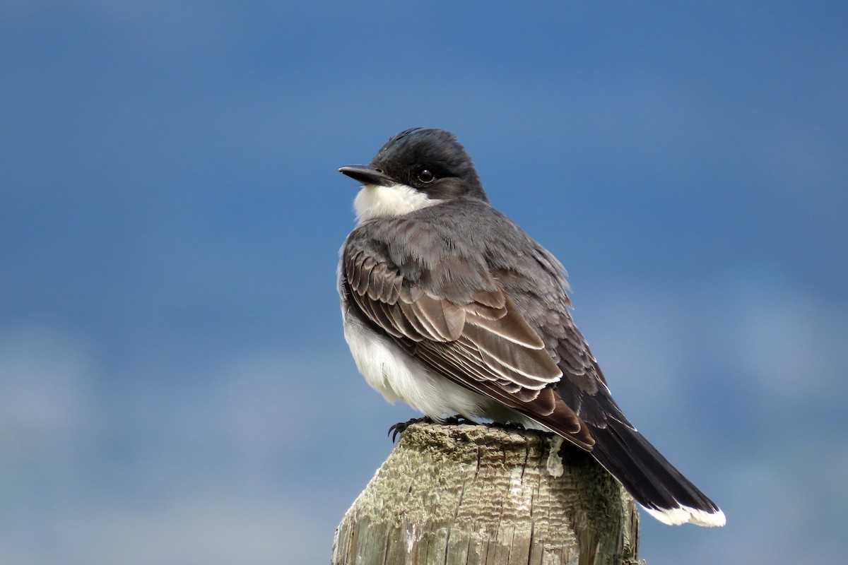 Eastern Kingbird - ML454449461