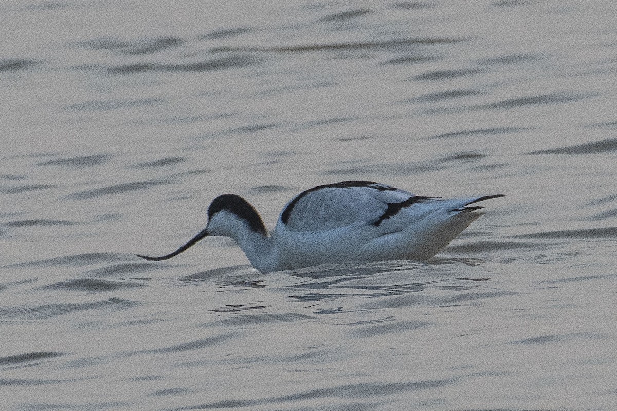 Avocette élégante - ML454449861