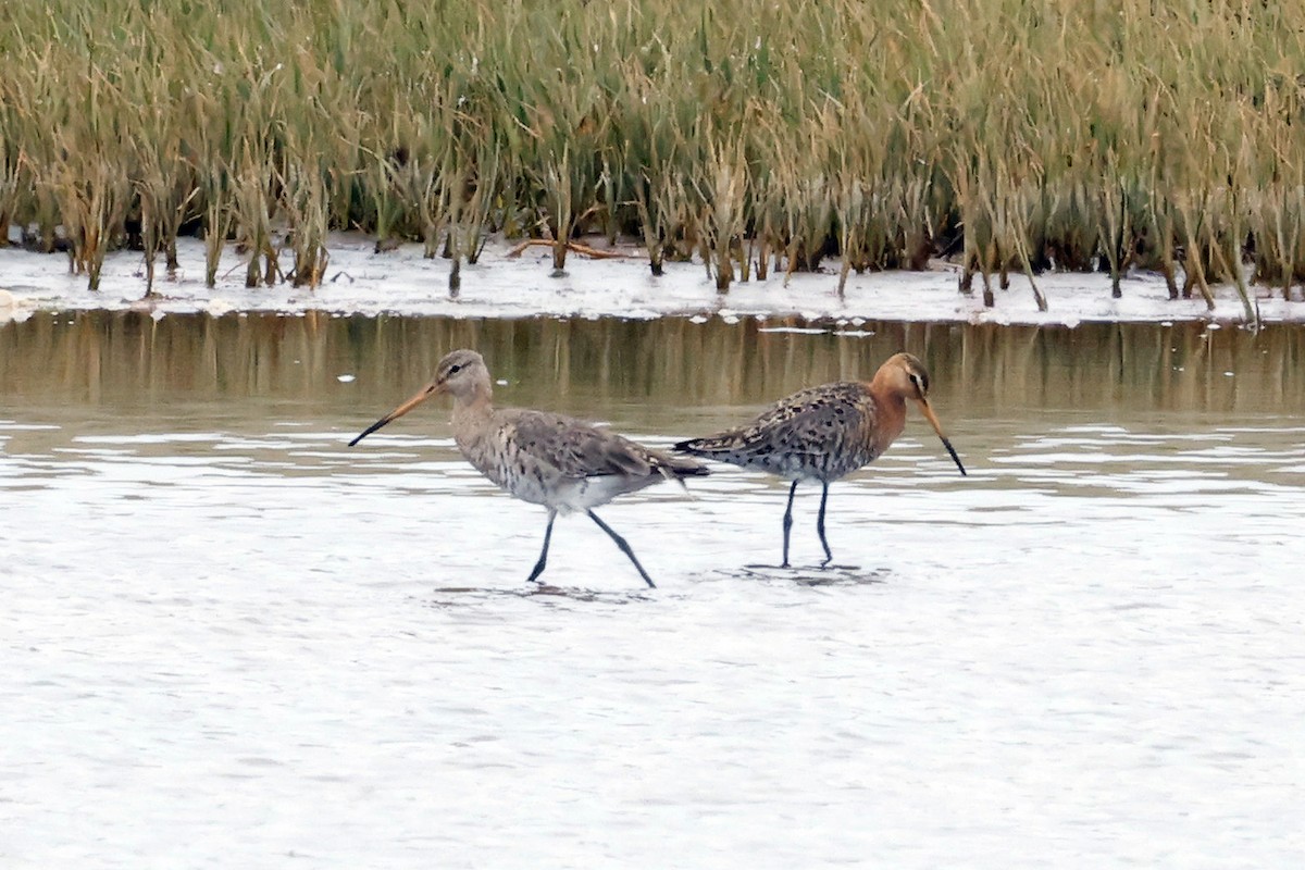 Black-tailed Godwit - ML454450071