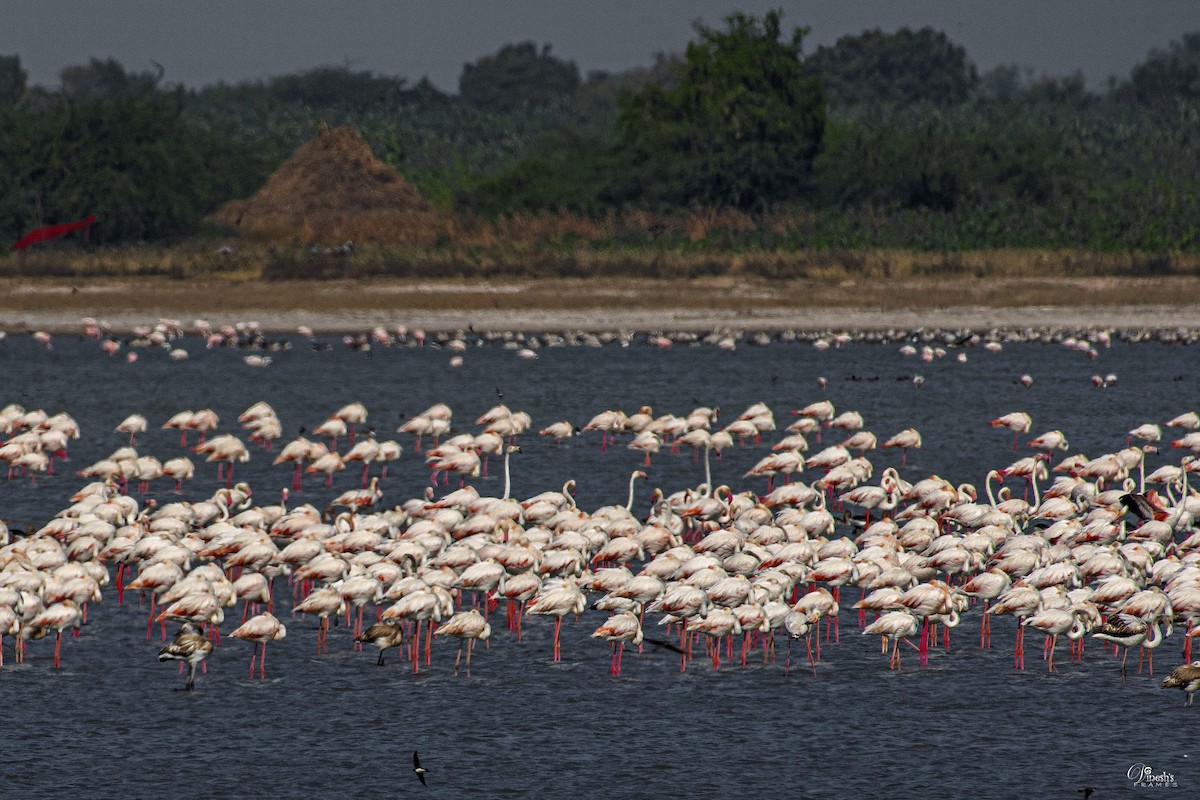 Flamant rose - ML454450811