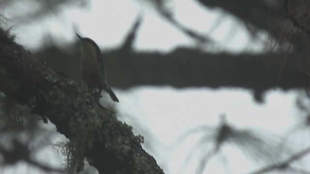gråbrystspettmeis - ML454450911