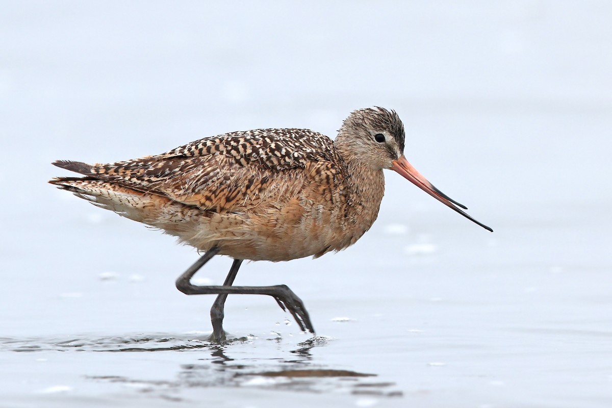 Marbled Godwit - Volker Hesse