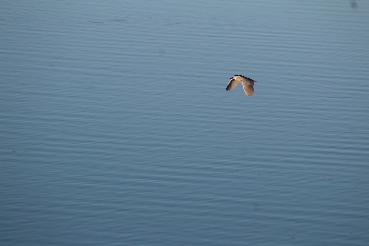 Black-crowned Night Heron - ML454452151