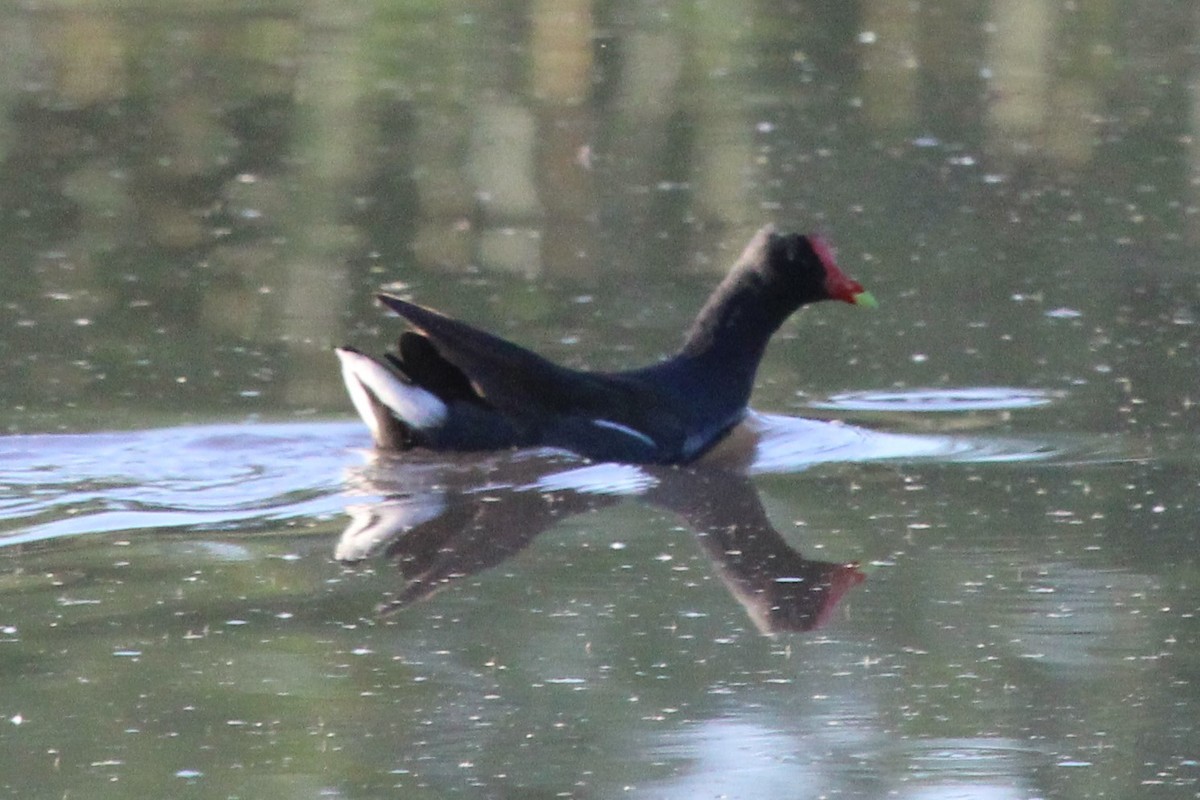 Gallinule d'Amérique - ML454452231