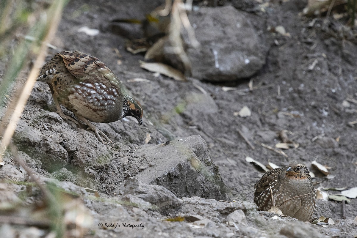 Hill Partridge - ML454452351