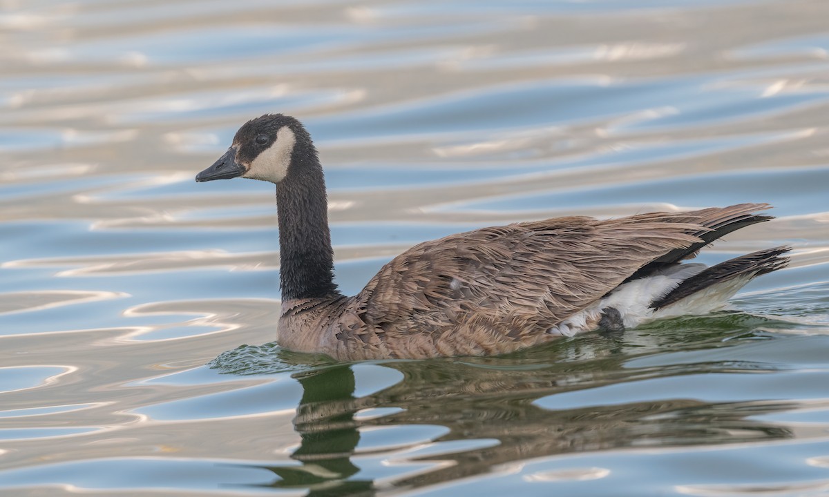 Canada Goose - ML454453421