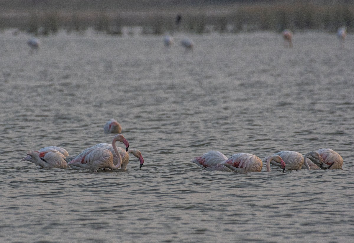 Lesser Flamingo - ML454454351