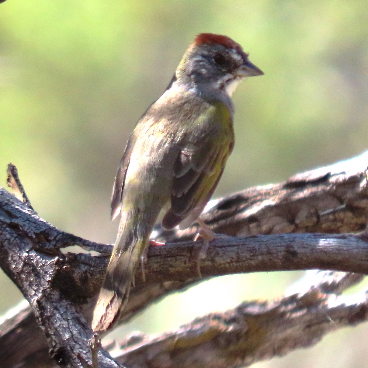 Green-tailed Towhee - ML454454421