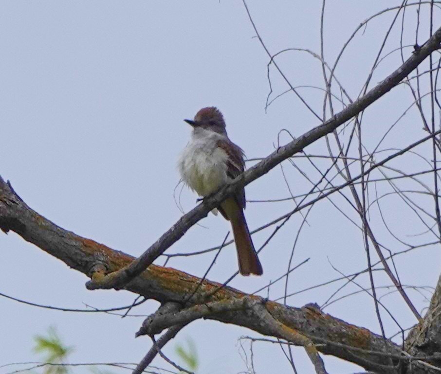 Ash-throated Flycatcher - ML454455961