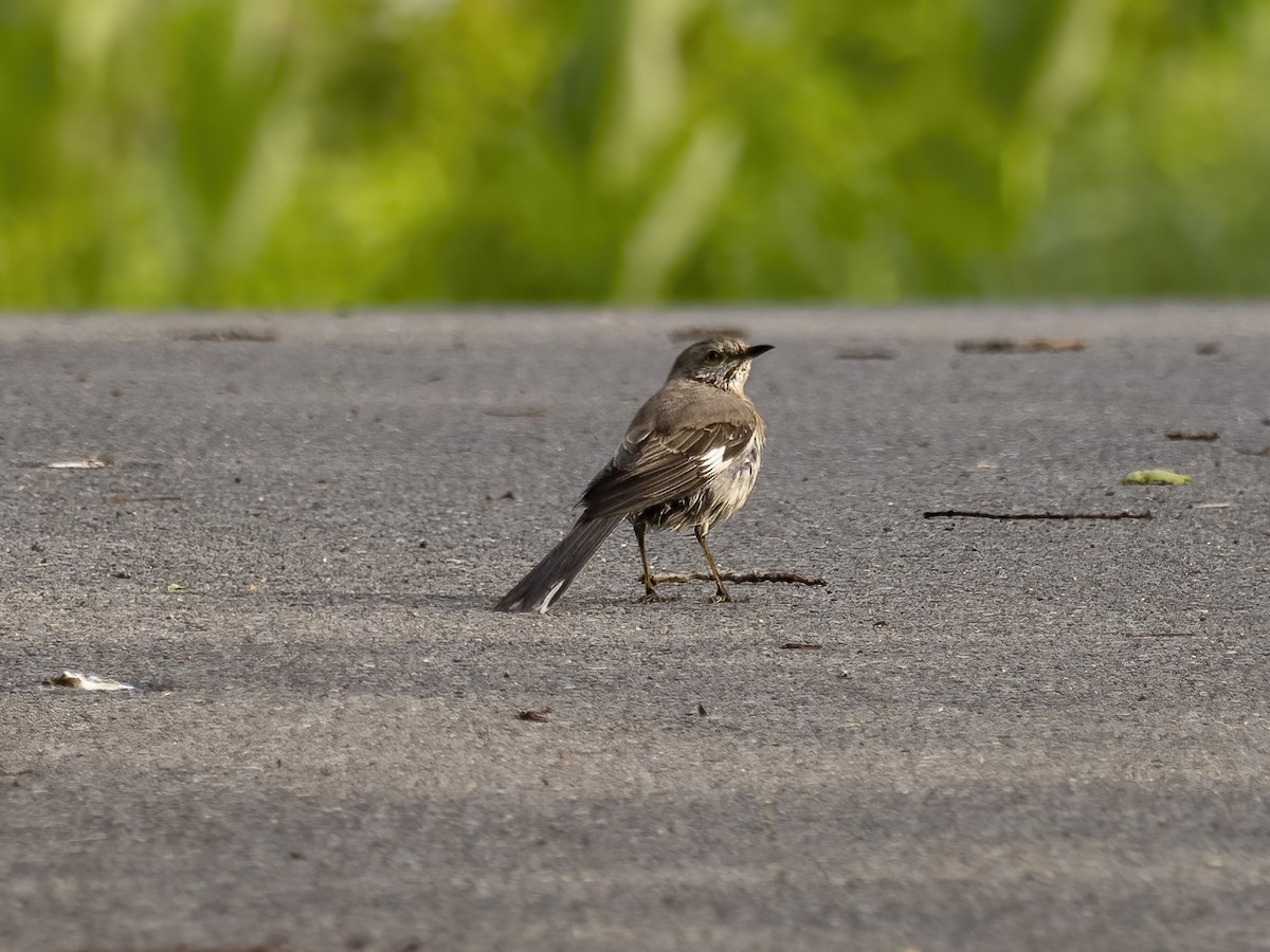 Northern Mockingbird - ML454458031