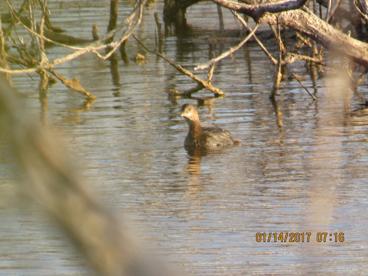 Least Grebe - Vivian F. Moultrie