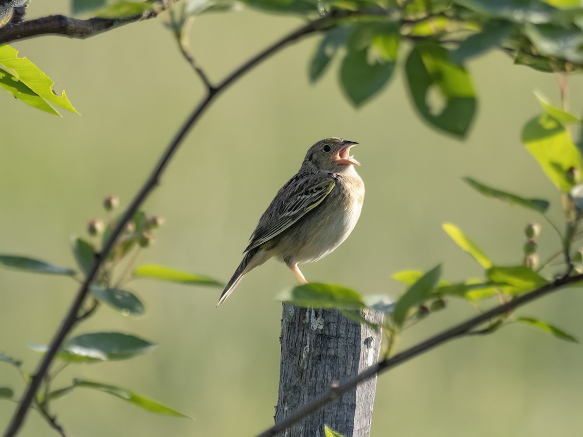 Grasshopper Sparrow - ML454458111