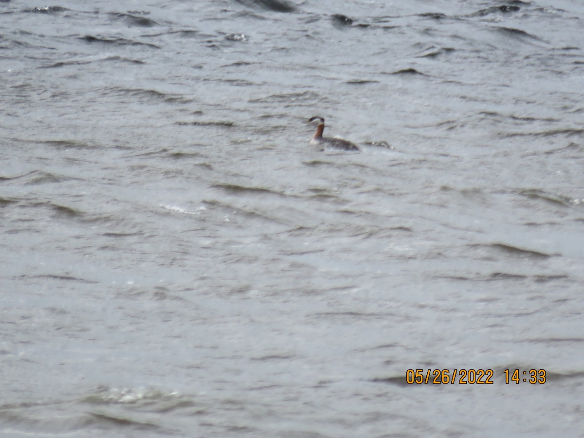 Red-necked Grebe - ML454458321