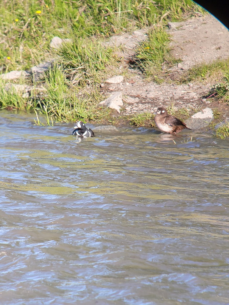 Harlequin Duck - ML454459761