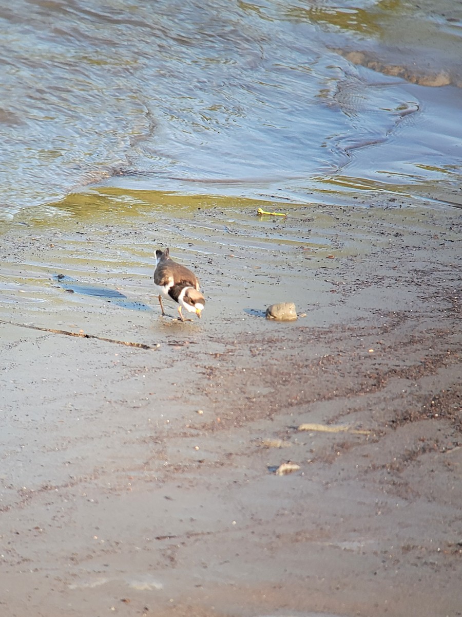 Semipalmated Plover - ML454459821