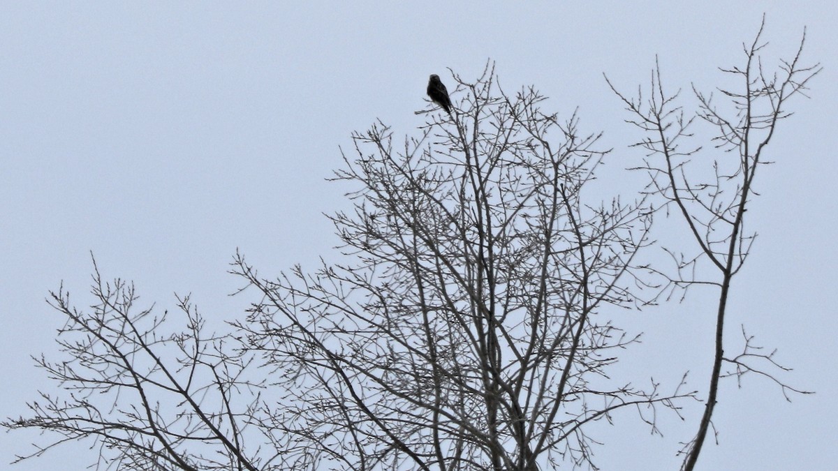 Rough-legged Hawk - ML45446001