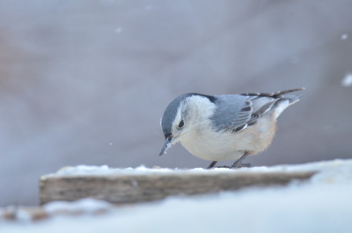 White-breasted Nuthatch - Jonathan Gagnon
