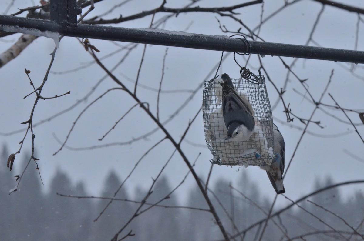 White-breasted Nuthatch - Jonathan Gagnon