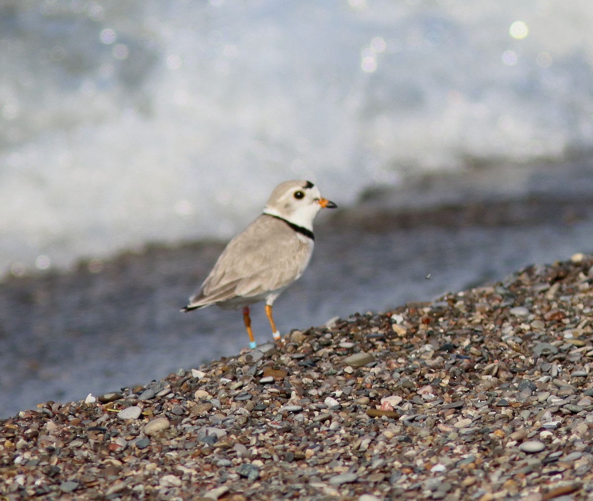 Piping Plover - ML454462151