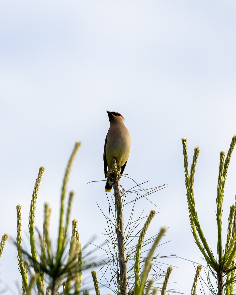 Cedar Waxwing - ML454462271