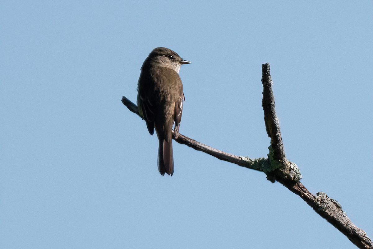 Alder Flycatcher - ML454462471