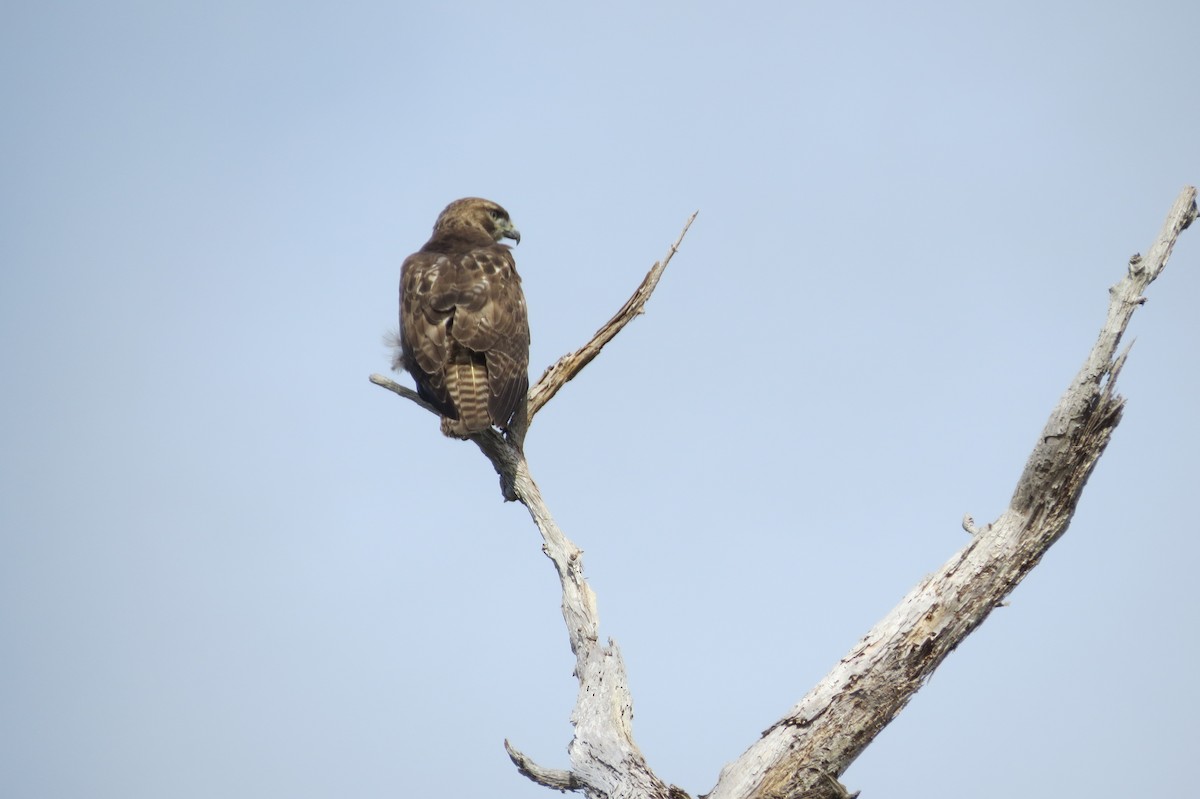 Rotschwanzbussard - ML45446281