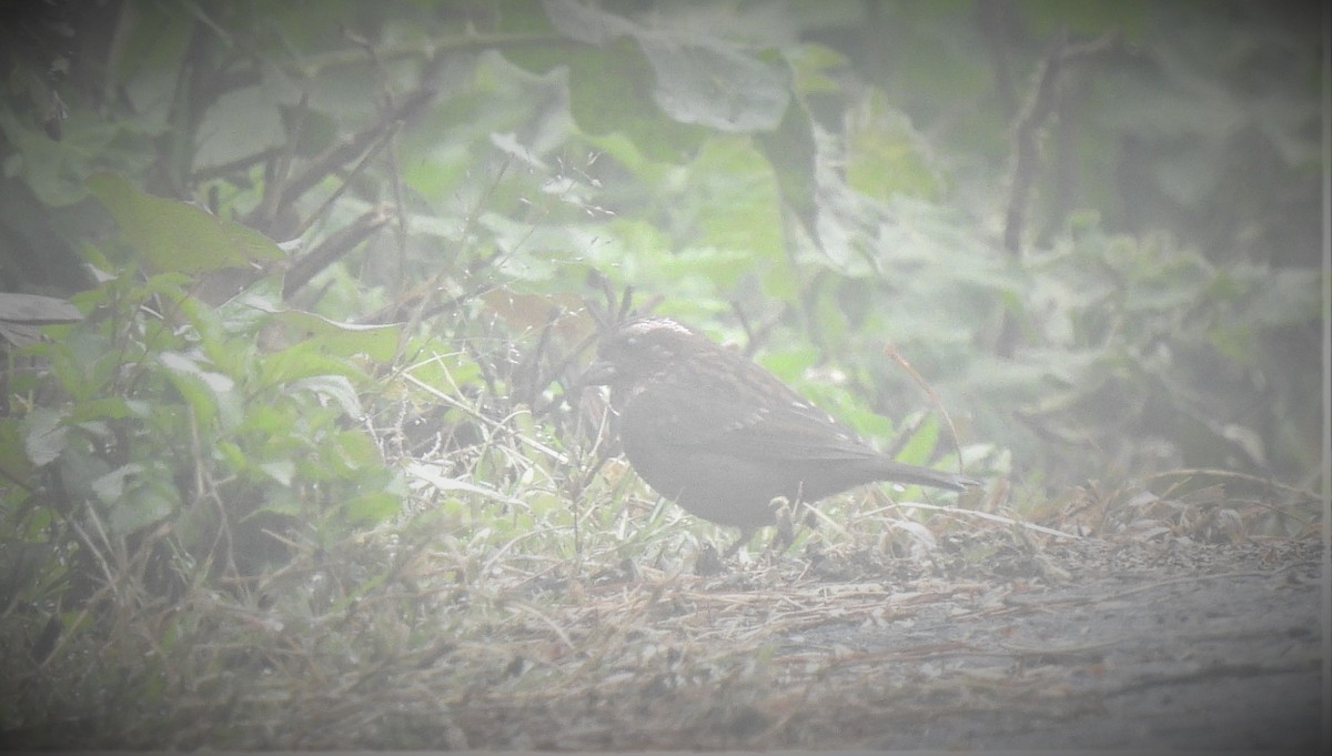 Dark-rumped Rosefinch - ML454463021