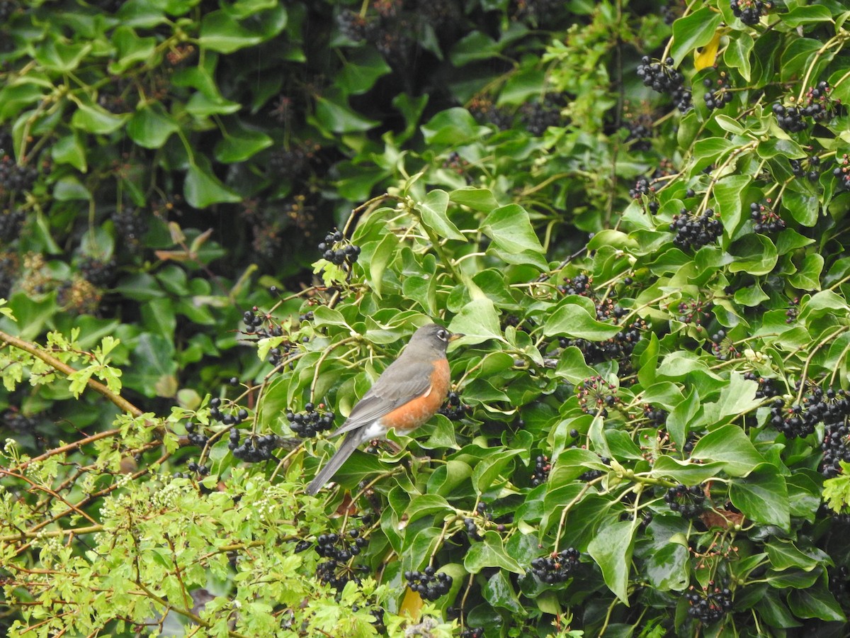 American Robin - ML454463391